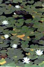 A Water Lily Wallpaper
