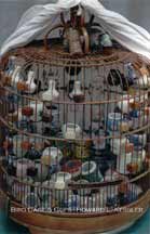 Bird Cage & Cups (Bird Garden Market)
