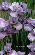 Iriss