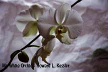 My White Orchid