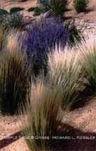 Purple Sage & Grass