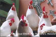 Religous Chickens