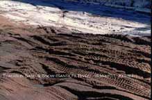 Tracks in Sand & Snow (Santa Fe River)